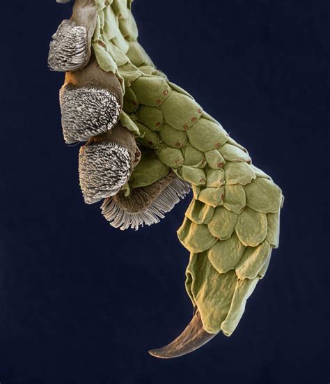 Image result for Microscope Toes