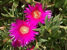 piante grasse fiori fucsia fiori delle piante grasse foto e consigli piante grasse fiori fucsia fiori delle piante grasse foto e consigli