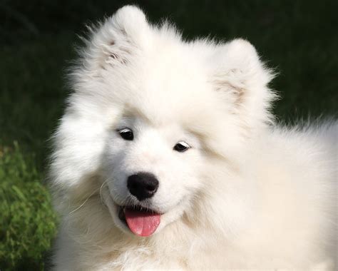 Cost of a Samoyed Puppy by US Region [2024] - iHeartDogs.com