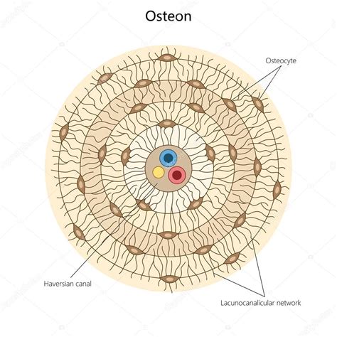 osteón, destacando los osteocitos, el canal de Haversian y la red lacunocanalicular en el ...