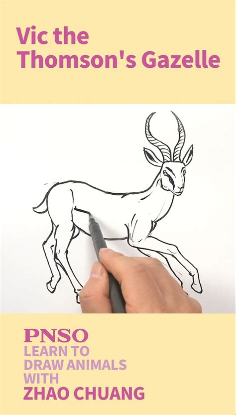 How to Draw a Thomson's Gazelle | Learn to Draw Animals with ZHAO ...