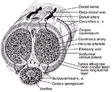 Diabetes India - Blood Supply and Innervation