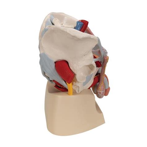 Male Pelvis Skeleton Model with Ligaments, Vessels, Nerves, Pelvic ...