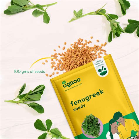 Fenugreek Seeds (Methi) – Ugaoo
