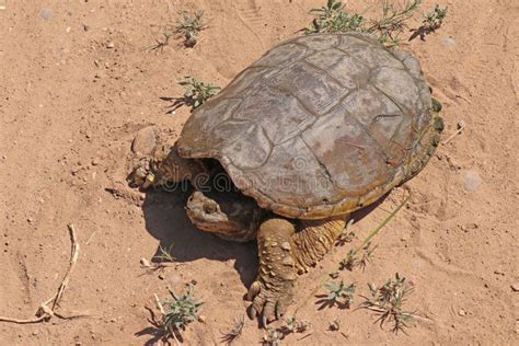 Image result for Common Snapping Turtle Shell