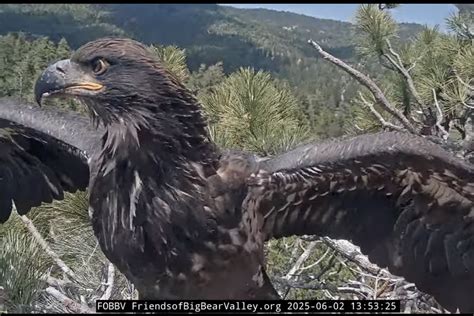 Sunny, Big Bear Bald Eagle Eaglet, Takes First Flight Into the Wild ...