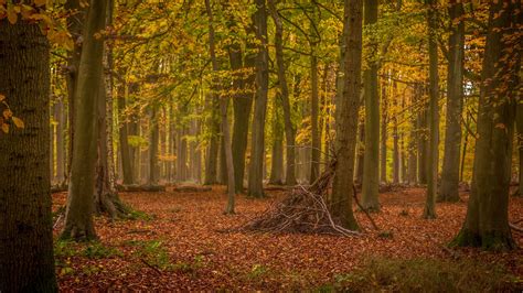 Download wallpaper 1920x1080 trees, brushwood, forest, leaves, autumn ...