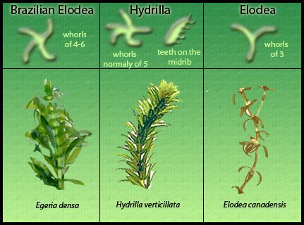 Egeria densa