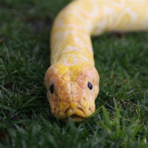 Python Snake Script 的图像结果