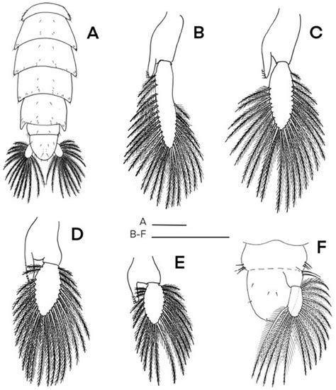 Taxonomy | An Open Access Journal from MDPI