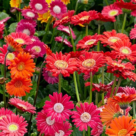 Amazon.com : Gerbera Daisy Seeds for Planting - 500+ Gerbera Daisy ...