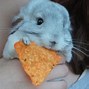 Image result for Cutest Animal On Planet Earth