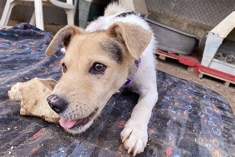 Sonic SOS 的图像结果