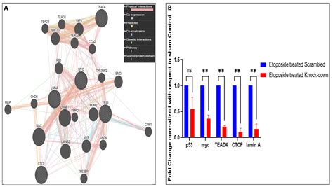 Elevated Levels of Lamin A Promote HR and NHEJ-Mediated Repair ...