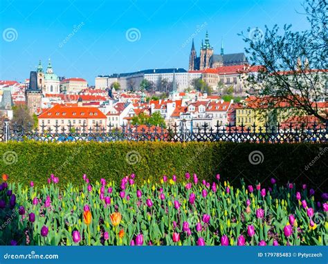 Spring in Prague. Flowerbed of Tulips on Sunny Spring Day with Prague ...