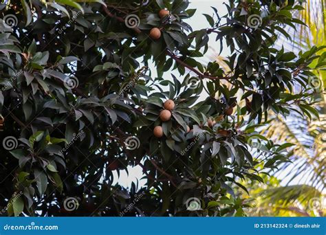 Chiku Plant with Leaves and Fruit,Chiku,Manilkara Zapota,Sapodilla ...