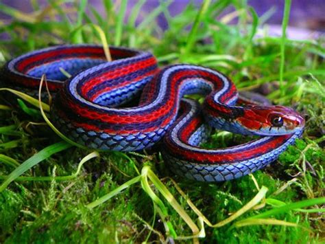 Blue Garter Snake