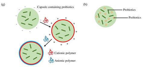Encapsulated Probiotics: Potential Techniques and Coating Materials for ...