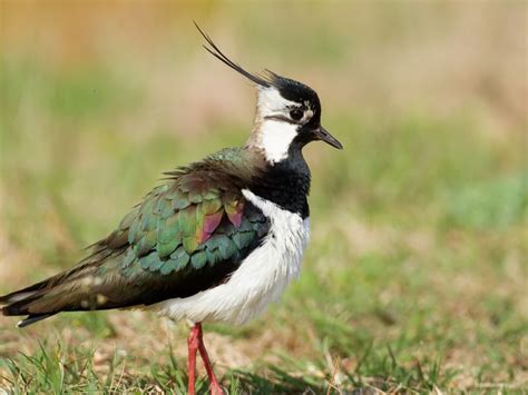 Image result for Male Bird Reproductive System