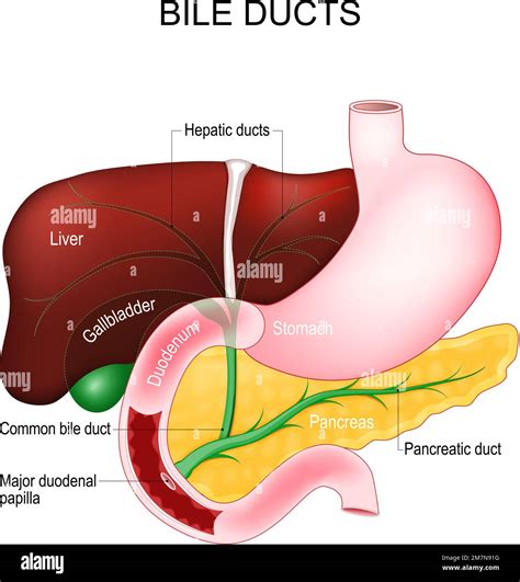 Bile ducts. Bile is secreted by the liver into gallbladder and form the common bile duct which ...