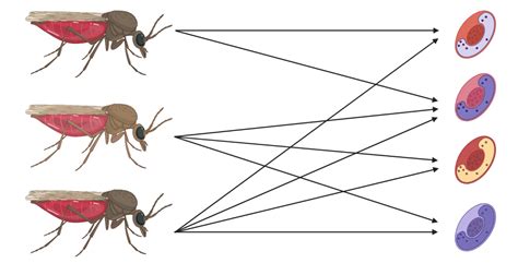 What Can Haemosporidian Lineages Found in Culicoides Biting Midges Tell ...