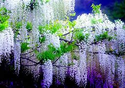 Image result for Wisteria Rabbit Background