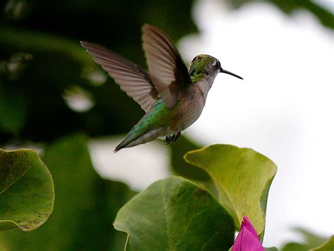 Image result for Hummingbird Tracking Map