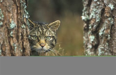 Saving Wildcats and the Aviemore and Glenmore Community Trust commission a mural celebrating ...