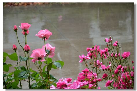 雨中月季花图片设计元素素材免费下载(图片编号:1578298)-六图网