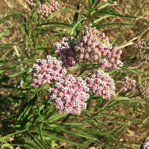 Asclepias Fascicularis