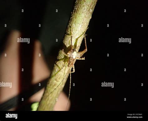 Camel Crickets, Cave Crickets, and Cave Wēta (Rhaphidophoridae) Insecta ...