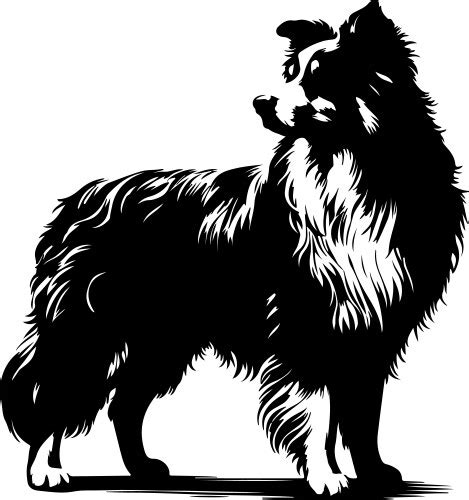 Australian shepherd silhouette white background Vector Image