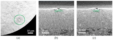 X-ray Micro-Computed Tomography: A Powerful Device to Analyze the 3D ...