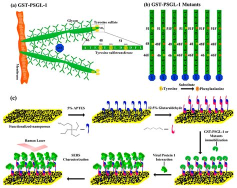 Mutated Human P-Selectin Glycoprotein Ligand-1 and Viral Protein-1 of ...