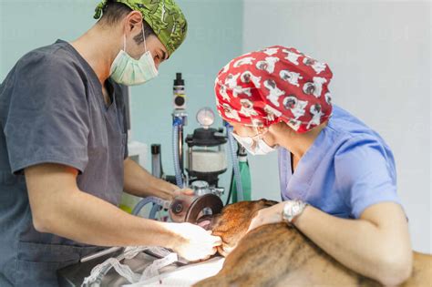Image result for Anesthesia Mask for Dogs