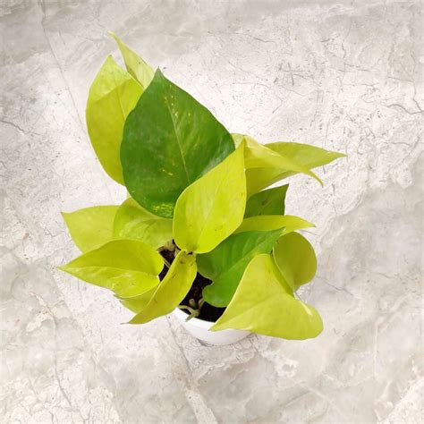 Golden Money Plant Hanging - Go Green