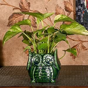 Justoriginals Green owl Shape Ceramic Flower Pot (Height 15cm) : Amazon ...