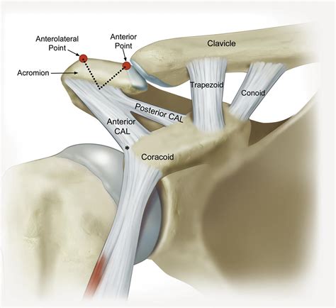 Scapula Coracoid Process