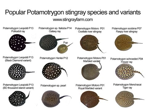 Stingray Information: Potamotrygon Species Poster