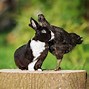 Image result for Free Black and White Rabbit