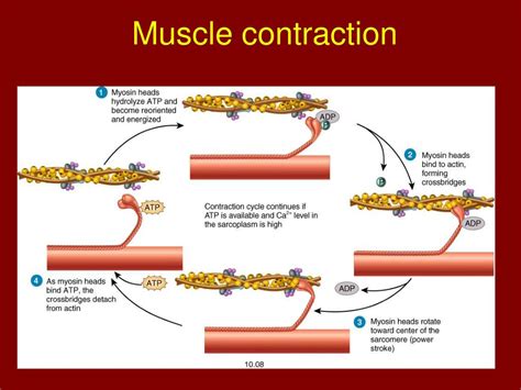 Image result for Muscle Contraction Process Animation