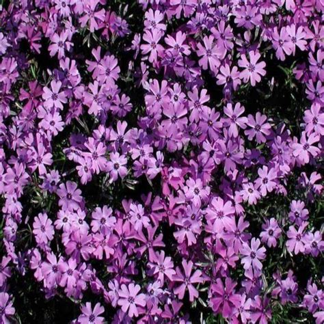 10 Uses for Creeping Phlox as a Ground Cover