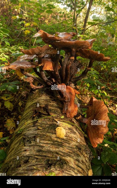 Fungi erupting out of a fallen Birch tree trunk, synonym for death ...
