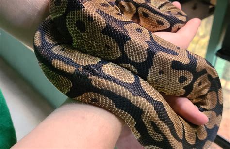 Image result for 4 6 5 The Worm Python