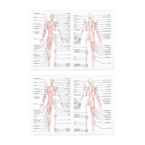 Ultechnovo 2pcs Poster Skeleton Anatomical Model Skeletal System ...