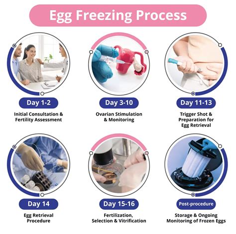 Image result for Egg Freezing Process