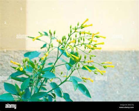 Wild tobacco plant (Nicotiana glauca Stock Photo - Alamy