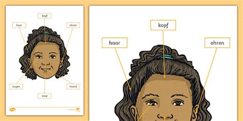 👉 Parts of the Face in German Poster