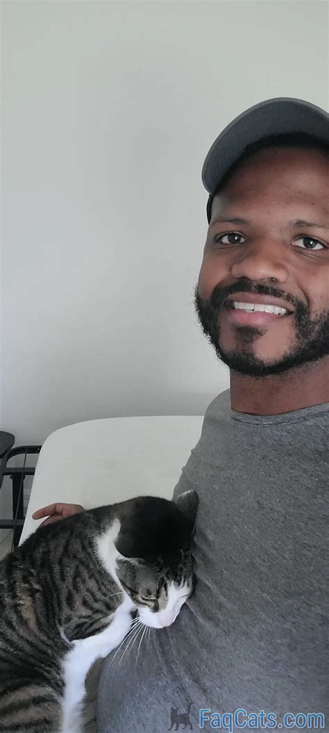 252 Anime Cat Names – Just Purr-fect! – FAQcats.com