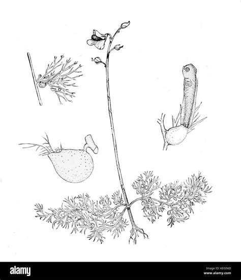 Organisms habitats Black and White Stock Photos & Images - Alamy